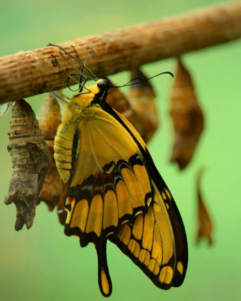 Borboleta Amarela Significado Espiritual Muito Importante