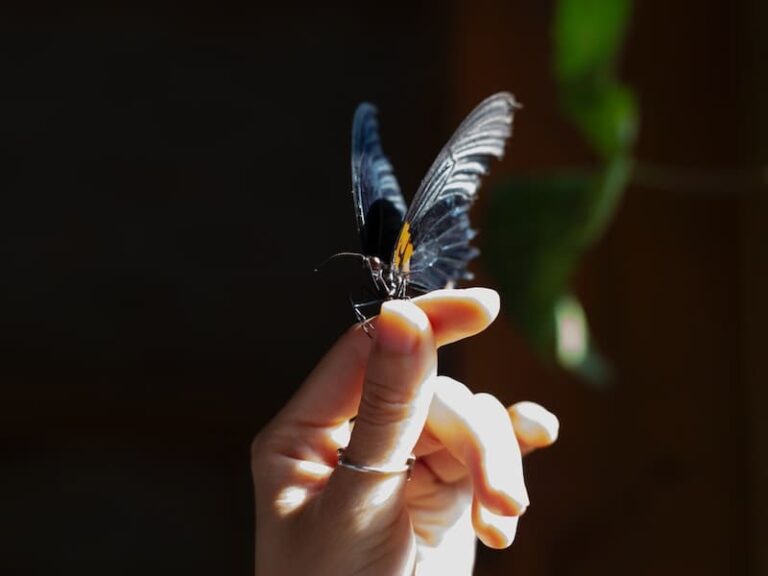 Borboleta Preta Dentro De Casa E Significado Espiritual