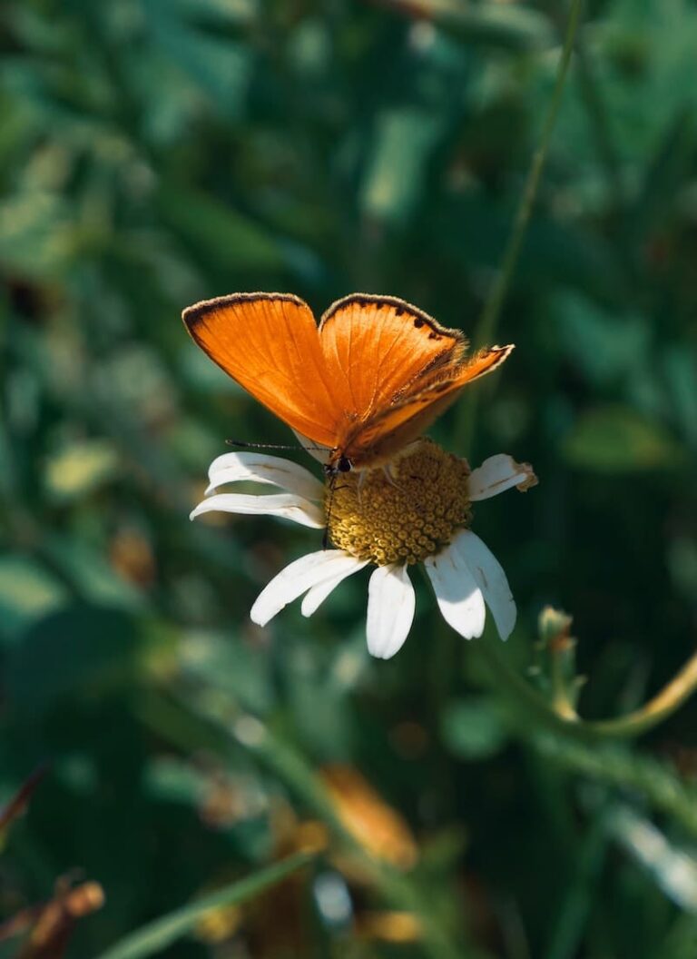 10 Significados Espirituais Da Borboleta Laranja Boa Sorte