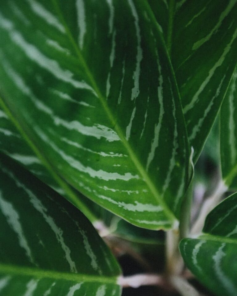 Planta Comigo Ninguém Pode Significado Espiritual