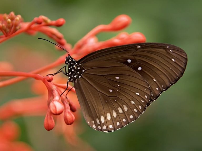 Significado Espiritual Da Borboleta | Um Guia Completo