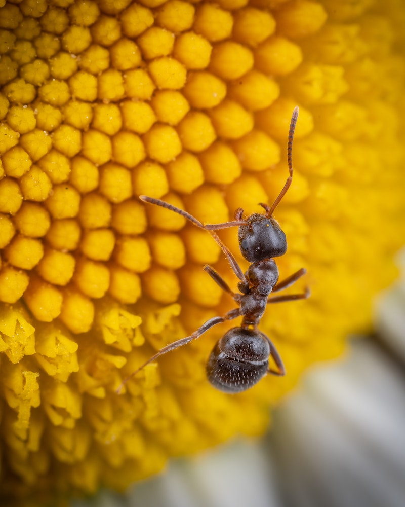 formiga comendo polem em uma flor