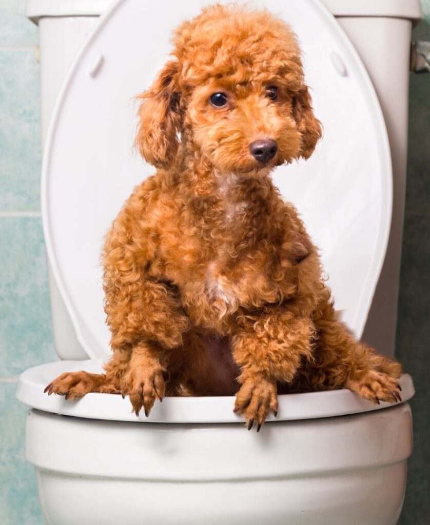 Cachorro sentato em vaso sanitário